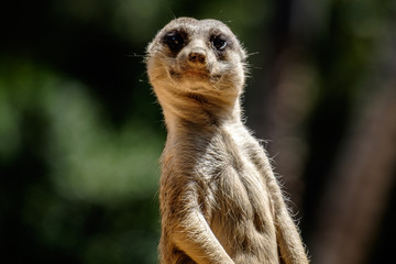 Meerkat 4