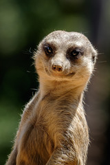 Meerkat 2