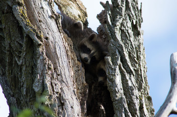 Baby raccoons hiding in a tree at Lake Erie