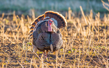 Male Turkey Tom in Display Attempting to Attract a Mate