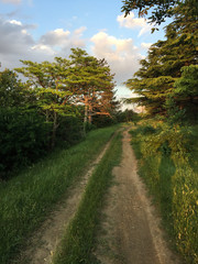 Forest road in Caucasus