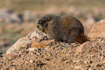 Yellow-bellied Marmot Getting Some Sun in the Morning