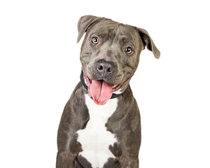 Abwaschbare Fototapete Hund Glücklicher, freundlicher, lächelnder Pitbull-Hund