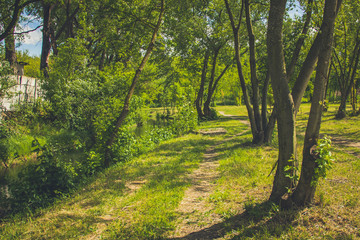 Landscape with a river in the sun in the forest