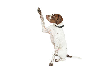 Pointer Dog Raising Paw for High Five