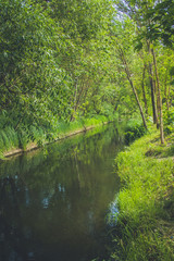 Landscape with a river in the sun in the forest