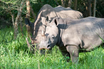Ziwa Rhino Sanctuary, Uganda