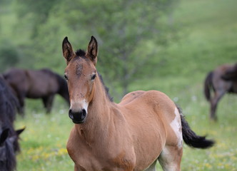 horse with flies, cute young horse in the meadow with a lot of flies in it´s face