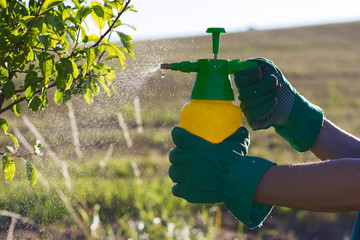 Woman with gloves spraying a leaves of fruit tree against plant diseases and pests. Use hand...