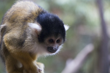 Naklejka na ściany i meble adorable naughty squirrel monkey