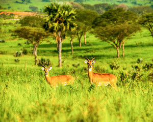 Antelope, Uganda