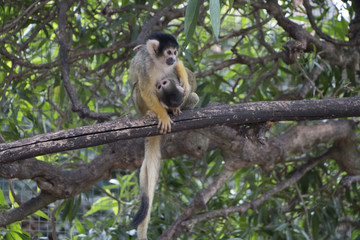 cute squirrel monkey, mother and pup