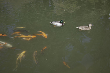 Koi following ducks in water