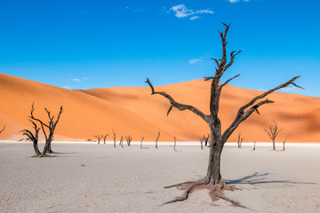 Stunning Deadvlei near Sossusvlei, Namibia