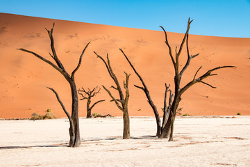 Fototapeta na wymiar Stunning Deadvlei near Sossusvlei, Namibia