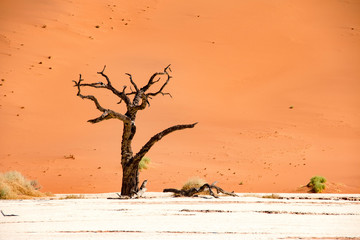 Stunning Deadvlei near Sossusvlei, Namibia