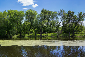 Fototapeta na wymiar marshy lake