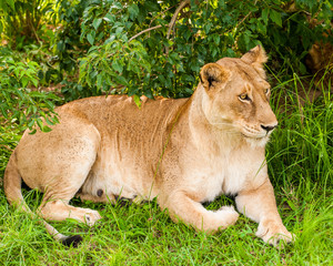 Fototapeta na wymiar Lioness and Cubs, Queen Elizabeth National Park, Uganda