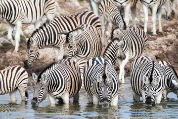 Fototapeta na wymiar Zebras at a waterhole in Serengeti National Park, Tanzania