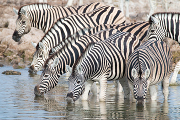 Obraz na płótnie Canvas Zebras at a waterhole in Serengeti National Park, Tanzania