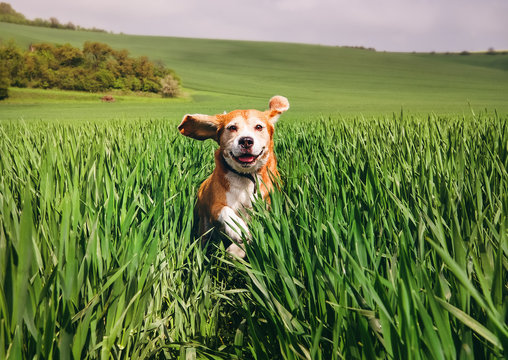 Beagle dog runs in high wet grass