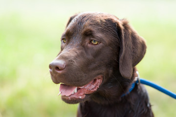 Seitliches Portrait eines jungen braunen labrador retriever hund welpen auf einer wiese mit lustigem Gesichtsausdruck