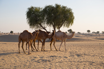 camels in the desert