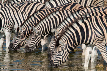 Obraz na płótnie Canvas Zebras at a waterhole in Serengeti National Park, Tanzania