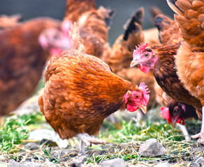 Chickens on traditional free range poultry farm