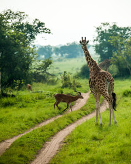 Naklejka na ściany i meble Giraffe, Wildlife safari Queen Elizabeth Park, Uganda