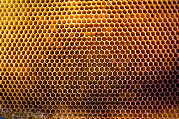 Honey in glass bowl, wooden honey dipper and honeycombs in wooden frame with full cells of honey