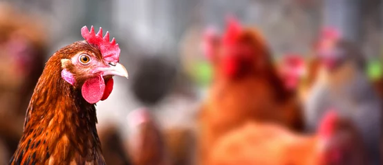 Printed kitchen splashbacks Chicken Chickens on traditional free range poultry farm