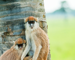 Monkey, Uganda