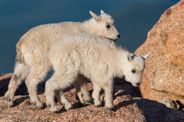 Baby Mountain Goat Lambs Playing on a Rocky Cliff