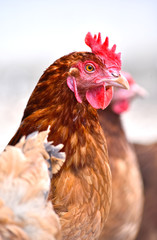 Chickens on traditional free range poultry farm