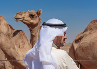 Arab men and camels on the farm