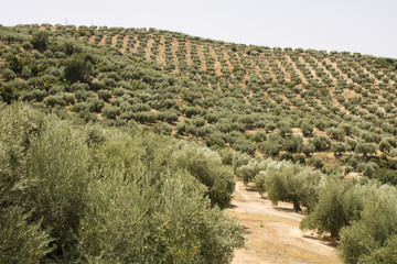 Campo de olivos