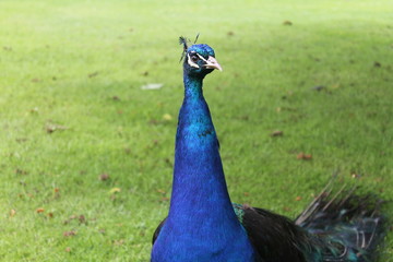 Peacock