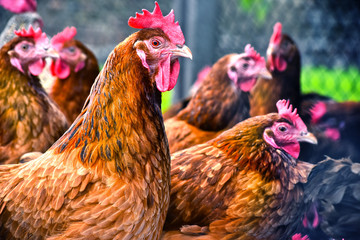 Obraz na płótnie Canvas Chickens on traditional free range poultry farm