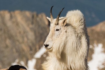 Adult Mountain Goat Profile