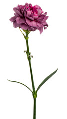 Purple carnation flower