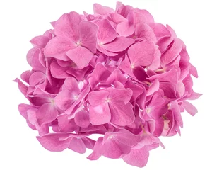 Abwaschbare Fototapete Hortensie Rosa Hortensienblüte