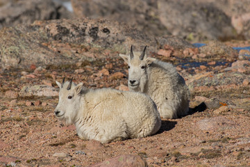 Mountain Goat Juveniles on a Rocky Mountain