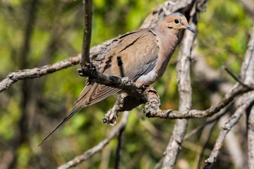 Mourning Dove Perched in a Tree