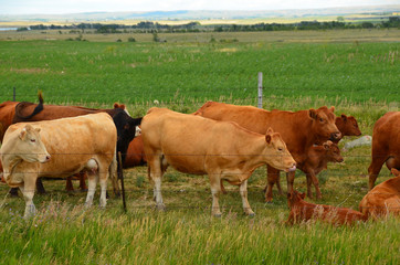 Beef cattle grazing in pasture.