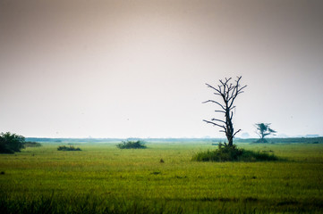Fototapeta na wymiar Ziwa Rhino Sanctuary wetlands, Uganda