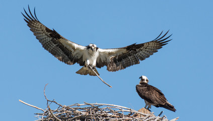 Osprey Mating Pair Building Nest