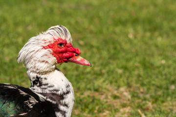 Muscovy Duck Profile