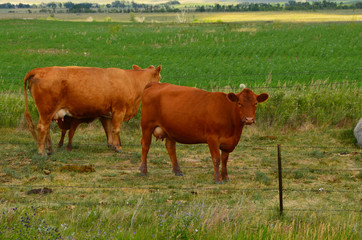 Beef cattle grazing in pasture.