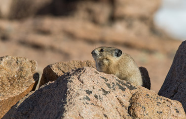 Pika in the Morning